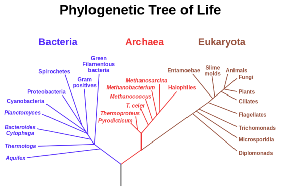 800px-Phylogenetic_tree.svg.png